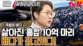 10억 마리 홍합탕이 되어버린 바다?? 🔥56도까지 치솟은 수온🔥 지구온난화로 바다가 끓고있다!! #highlight