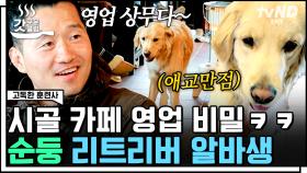 금빛 귀염둥이 울 두두 개인기하는 거 볼 사람❓ 든든한 카페 지킴이 두두🐕와 함께하는 부부의 귀촌 시골 생활 | #고독한훈련사 #갓구운클립