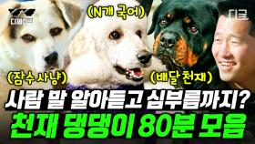 해삼 물어오고 커피 심부름까지!🐶 체취로 강형욱 핸드폰까지 가져오는 천재견 모음 | #고독한훈련사 #디제이픽 (80분)