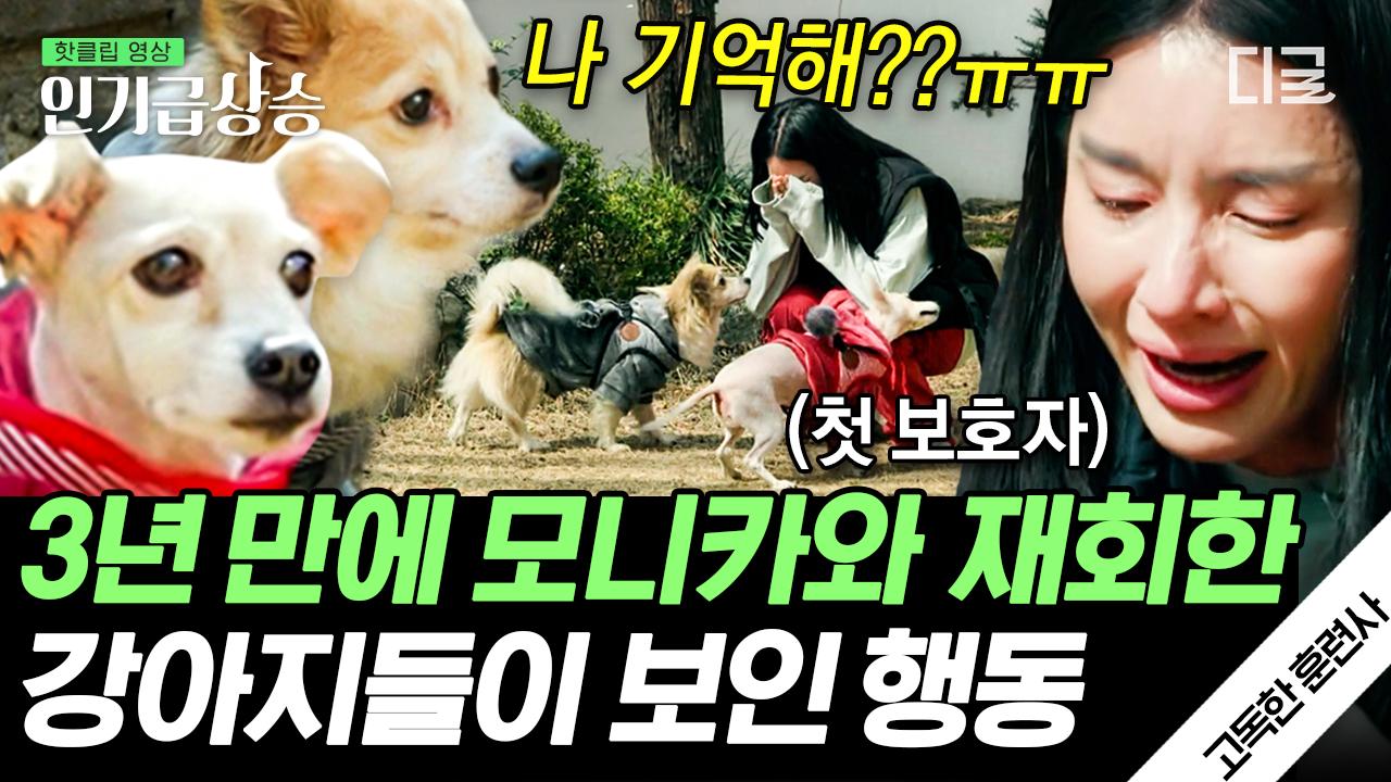 모니카가 첫 반려견들 이야기에 눈물을 보인 이유는?😭 반려견들은 10년이 지나도 사람을 기억해요ㅠㅠ | #고독한훈련사 #인기급상승 | ZUM TV