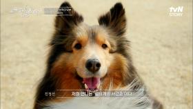 셀티 계의 ＂서강준＂이라고 부르는 견주의 팔불출-★ 미모견 셔틀랜드 쉅독 | tvN STORY 230323 방송