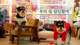 복덩이 슈나우저 ＂태리＂ 데려오자마자 바로 임신!! 우리 집 삼신할매 강아지(?) | tvN STORY 230316 방송