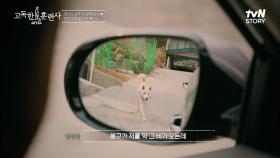 강아지가 비 오는 날 차도에서 뛰게 된 사연..? 공존하기 위해 계속 훈련하는 백구 ＂봉구＂ | tvN STORY 230323 방송