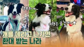 해외에는 강아지 목줄을 풀어도 되는 시간이 있다고??😮 자유를 즐기는 보더콜리 ＂올리＂ | tvN STORY 230406 방송