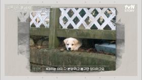 부부가 전원주택을 설계한 이유?! 강아지와 함께 살기 위한 견주의 사랑ㄷㄷ | tvN STORY 230323 방송