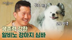 안락사 직전까지 갔다가 생존한 강아지 ＂심바＂ 피부병부터 파보 장염 그대로 방치ㅠㅠ | tvN STORY 230330 방송