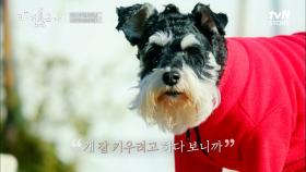 강아지와 행복하게 살기 위한 견주의 애정♥ 서울에서 부여로 내려가 귀촌 생활 시작! | tvN STORY 230316 방송