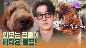 팬텀싱어3 출신 가수 박현수가 데려온 골든두들! 6개월 만에 20kg 벌크업한 강아지 ＂우디＂ | tvN STORY 230413 방송
