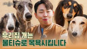 우리나라에 10마리도 안 되는 견종? 귀한 집 개 ＂휘핏＂을 소개합니다! | tvN STORY 230420 방송