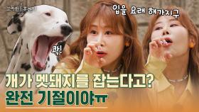 [본캐소환] 서준맘 본캐는 어떤 개를 키우는가? | tvN STORY 230420 방송
