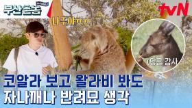 시드니 동물원와서 한국에 있는 반려묘만 애타게 부르며 그리워하는 허성태ㅋㅋ | tvN 230528 방송