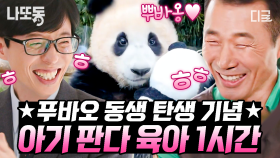 🎉축💚동바오 생바오 탄생🎉 갑자기 쌍둥이 여동생 2마리나 생긴 K-장녀 푸바오 이야기🐼 | #유퀴즈온더블럭 (50분)