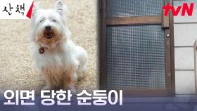 꼬장꼬장 독거노인 이순재에게 외면 받는 강아지 순둥이ㅠㅠ (순무룩) | tvN 230723 방송