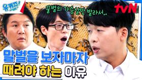 꿀벌 사냥꾼 해외파 말벌과 진드기로 양봉을 접는 사람들이 늘었다ㅠㅠ | tvN 230816 방송