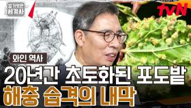 와인 러버들의 기피 대상 1위! 프랑스 포도밭 40%를 파괴시킨 해충 '필록세라'의 등장 | tvN 231017 방송