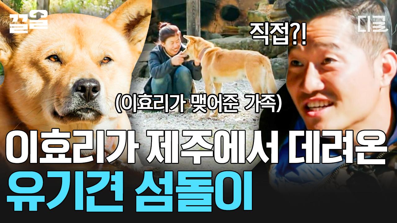 평생의 인연💛 이효리의 제안으로 유기견을 입양하게 된 반려인! 제주도에서 온 섬돌이의 평화로운 하루 in 지리산 ⛰ | #고독한훈련사 | ZUM TV