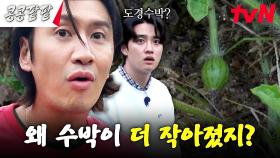 이렇게 귀여운 수박 본 적 있어 없어? #콩콩팥팥 | tvN 231201 방송