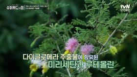 비만 억제(=체중 관리)에 도움이 되는 '다이글로메라 추출물'👍 | tvN STORY 240303 방송