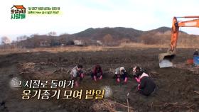 '심 봤다!!' 대왕 연근 캐낸 복길이! 〈전원일기〉를 떠올리며 밭일하는 젊은이들 | tvN STORY 240408 방송