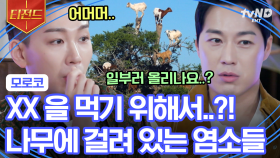 카사블랑카에는 염소가 열리는 염소나무가 있다? 🐐 여러 나라의 문화를 모두 느낄 수 있는, 한 편의 그림 같은 도시 카사블랑카❗ | #지금우리나라는 #티전드