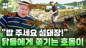 닭장 대탈출 해버린 배고픈 닭들에게 속수무책 당해버린 강호동ㅋㅋ 상처만 남은 섬돼장의 닭 모이주기...💦 | #섬총사2