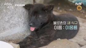 [예고] 새 식구 몽룡이🐕