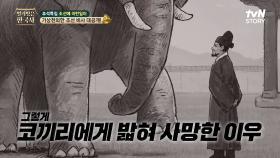 코끼리에게 침을 뱉었다가 발에 밟혀 사망한 이우, 이에 화가 난 태종이 한 일은? | tvN STORY 240918 방송