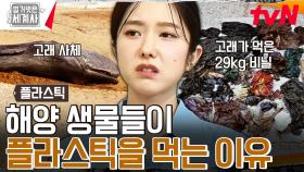 해양 생물들이 플라스틱 쓰레기를 먹는 이유는 향 때문? | tvN 240924 방송