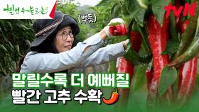 부모님 생각이 나네...★ 가을 첫 손님 중완과 빨간빛 고추 따기🌶️ #유료광고포함 | tvN 241005 방송