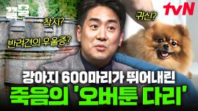 ※시청 주의※ 무려 600마리의 강아지 투신 다리 ㄷㄷ 일명 '죽음의 다리'에 얽힌 진실은?😱 | 다빈치노트