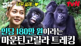 1인 180만원ㄷㄷ 고릴라 투어에 참가한 안현모? 바로 눈앞에서 마주한 마운틴 고릴라🦍 | 현지인브리핑지금우리나라는