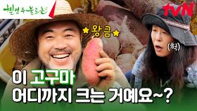 이거 진짜 맞아요..? ㄷㄷ 이원종 얼굴만 한 고구마의 등장🍠 #유료광고포함 | tvN 241109 방송