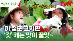 한 달 반 만에 이렇게 자랐다..? 역대급 크기의 갓🌿 #유료광고포함 | tvN 241130 방송