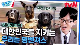 어떤 사건 현장이든 달려간다멍! 위대한 개코로 대한민국을 지키는 멍벤져스🐶 #highlight