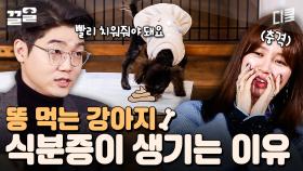 강아지가 💩을 먹는 세 가지 이유??! 반려견의 식분증을 예방할 수 있는 방법 | 대화가필요한개냥