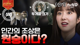 인간의 조상은 정말 원숭이가 맞을까?🐒 인간과 유인원의 차이점 | #벌거벗은세계사 #티전드