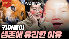 귀여움이 생존에 유리하다💕 전문가가 알려주는 