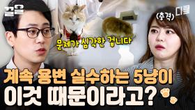 고고양이가 화장실 놔두고 다른 곳에 용변을 보는 이유🐱 이 문제를 해결하는 방법은?! | 대화가필요한개냥
