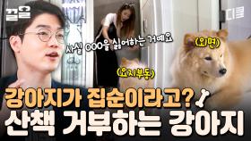 산책 싫어하는 강아지, 실존?!😮 ＂사실 강아지는 산책이 아니라 OOO를 싫어하는 거예요＂ | 대화가필요한개냥