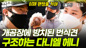 차마 눈 뜨고 보기 어려운 번식견 공장의 현실... 방치된 강아지들을 정성 다해 구조하는 다니엘 헤니 | 업글인간