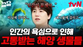 플라스틱이 바꾼 우리의 일상과 고통받는 해양 생물들 | 벌거벗은세계사