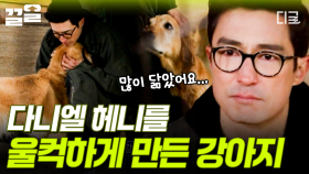 조용하고 내성적인 한 리트리버... 3년 전에 이별한 반려견과 똑 닮은 모습에 마음이 짠해진 다니엘 헤니 | 업글인간
