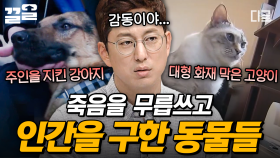 세상을 놀라게 한 동물들❗ 목숨 걸고 사람을 구한 용감한 동물 이야기.zip | 프리한19