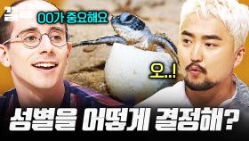 바다거북이 성별을 결정하는 방법ㄷㄷ | 문제적남자