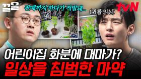 사람들에게 대충격을 준 어린이집 화분에서 재배된 대마💥 일상을 위협하는 마약의 현실 | 어쩌다어른