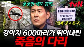 600마리의 강아지가 뛰어내린 영국의 다리... 전문가들이 파헤쳐 본 미스터리 사건의 진실 | 다빈치노트