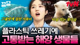 인간의 욕심에 의해 감춰진 바다의 눈물💧 환경을 위협하는 플라스틱 쓰레기의 심각성💥 | 벌거벗은세계사
