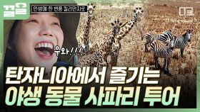 야생 동물들을 만날 수 있는 탄자니아의 자연✨ 기린과 얼룩말 보고 하이텐션 된 유이X효정 | 인생에한번쯤킬리만자로