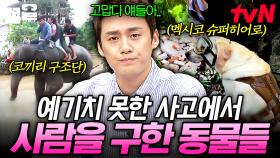 사건·사고의 숨겨진 영웅✨ 위기 속에서 사람을 구한 동물들 이야기 | 프리한19