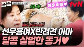 달콤 살벌한 선우용여가 반려견 아마와 동거하는 법 | 대화가필요한개냥
